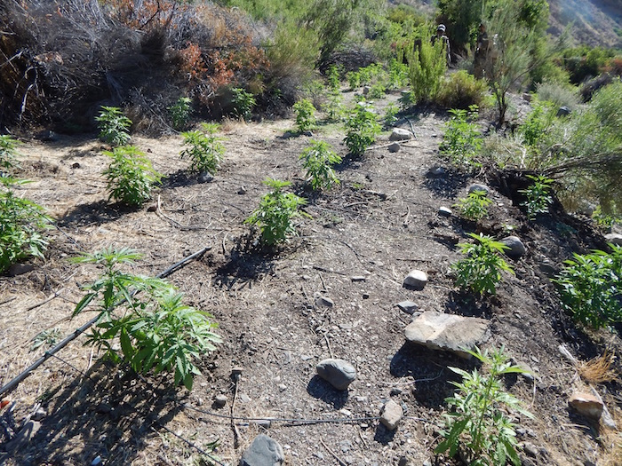 Closeup of marijuana garden in Death Valley National Park/NPS