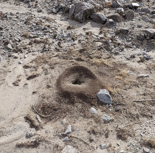 What kind of ant hole is this? Death Valley National Park / NPS - Heather van der Grinten
