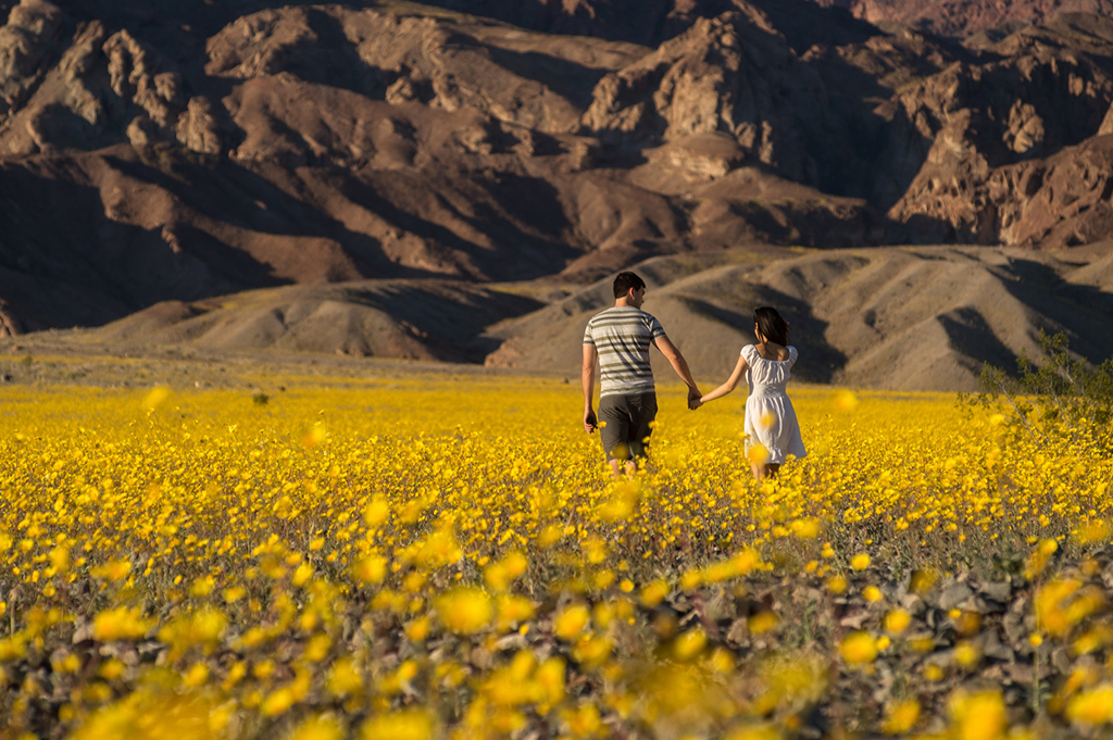 A superbloom of wildflowers at Death Valley National Park / NPS-Kurt Moses
