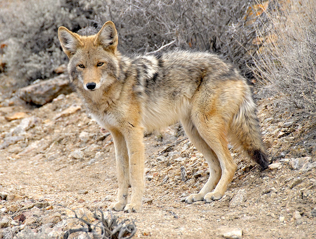 One of the animals you are likely to spot is the coyote, Death Valley National Park / NPS file