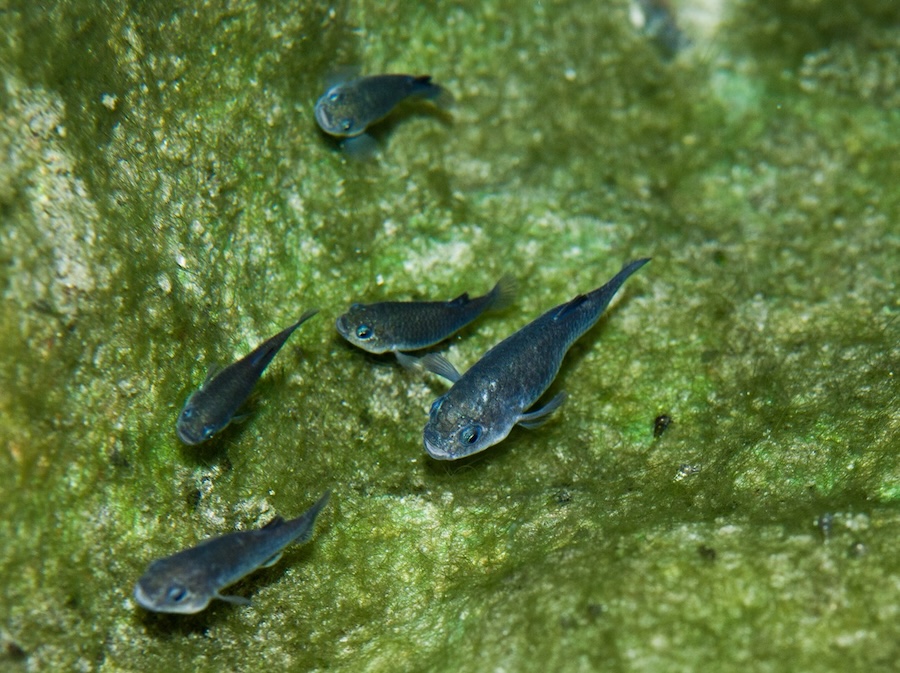 Devils Hole Pupfish / USFWS Devils Hole Pupfish / USFWS