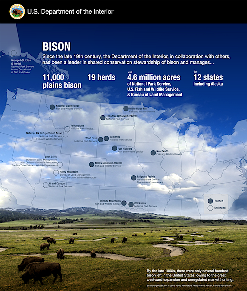 Interior Secretary David Bernhardt on Thursday announced a ten-year extension of the government's Bison Conservation Initiative/NPS