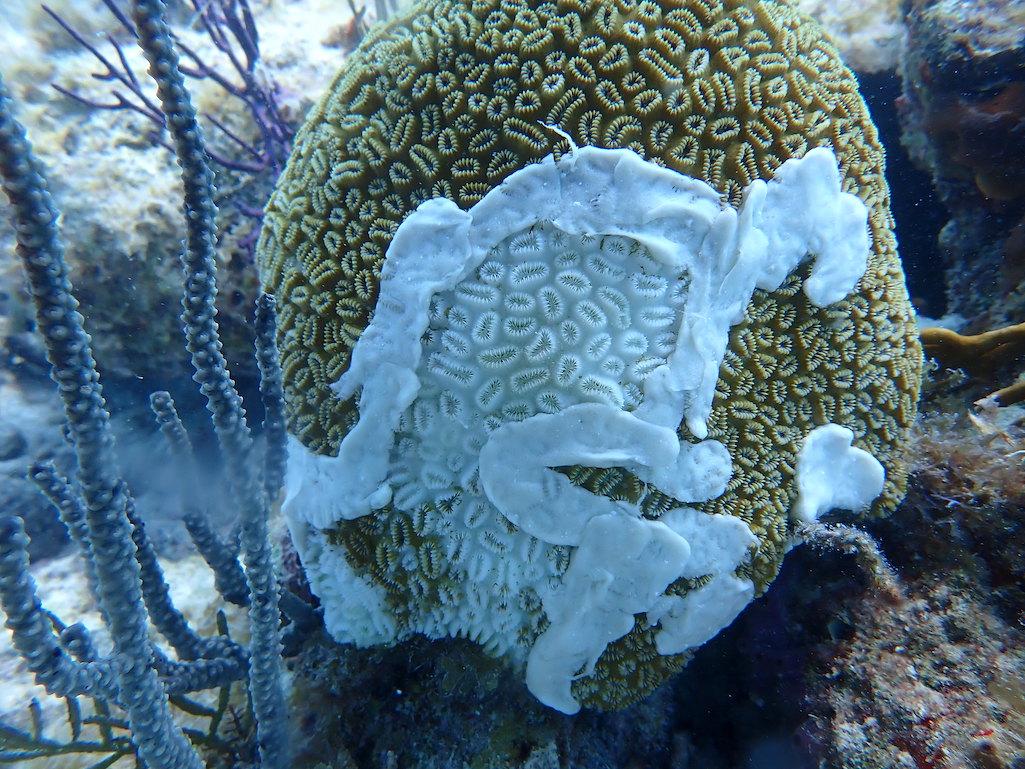 An Elliptical Star Coral at Dry Tortugas National Park after an antibiotic paste had been applied/NPS, Rachel Johns An Elliptical Star Coral at Dry Tortugas National Park after an antibiotic paste had been applied/NPS, Rachel Johns