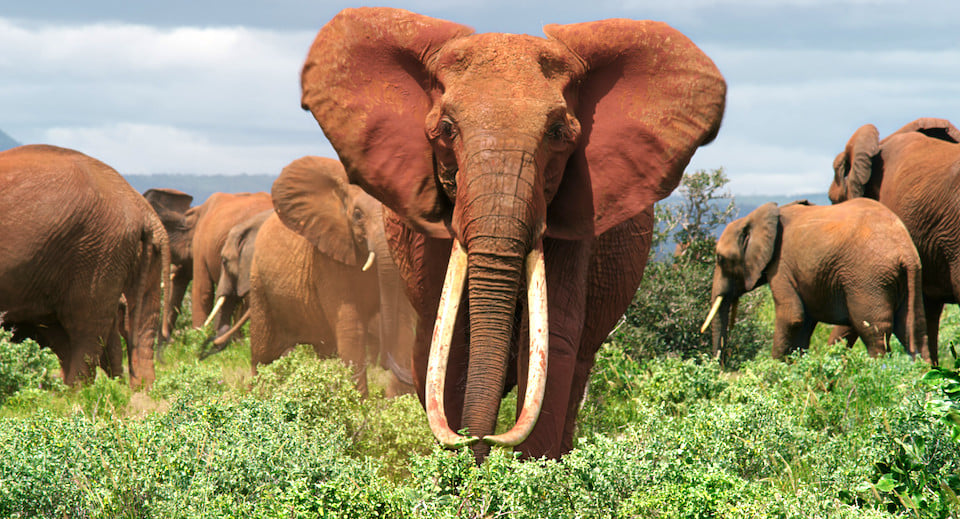The Elephant Queen