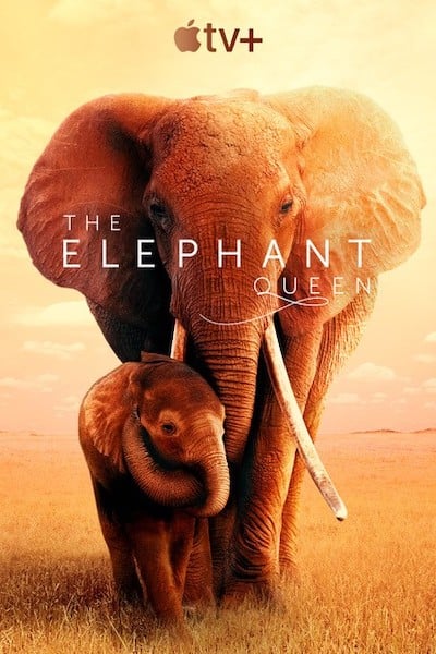 The Elephant Queen The Elephant Queen