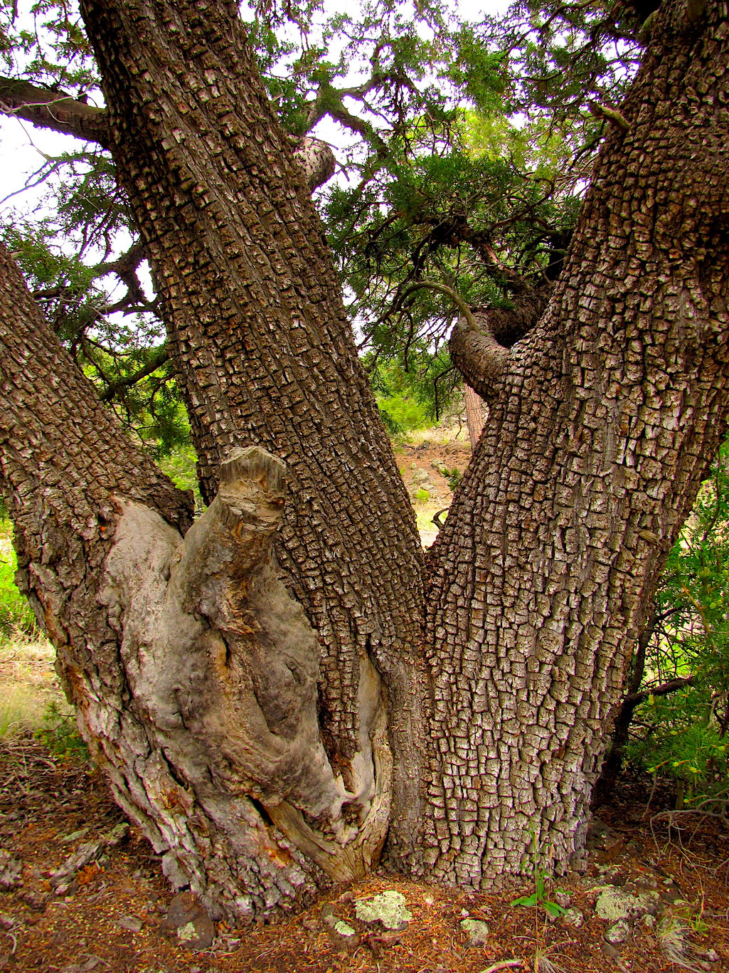 A number of unusual alligator juniper trees have been stolen from El Malpais National Monument/NPS file