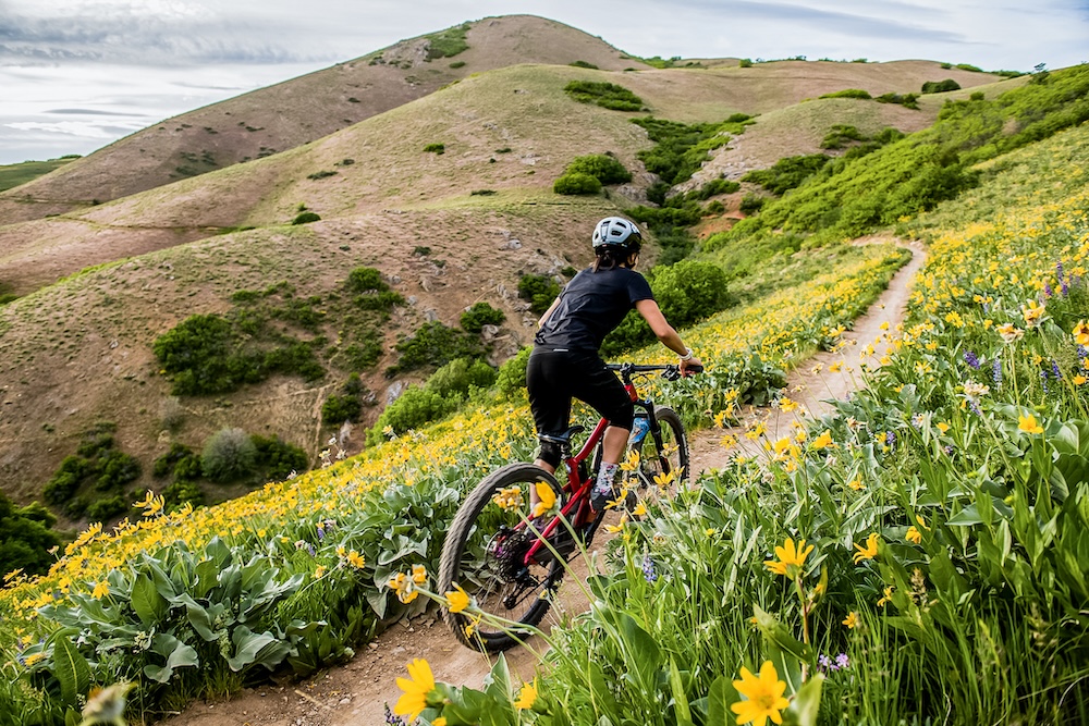 Mountain biker rides through wildflowers on a hillside.