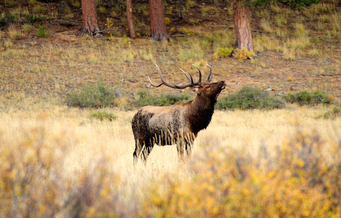 Bugling Bull Elk, Rocky Mountain National Park/Darcy Kiefel Bugling Bull Elk, Rocky Mountain National Park/Darcy Kiefel