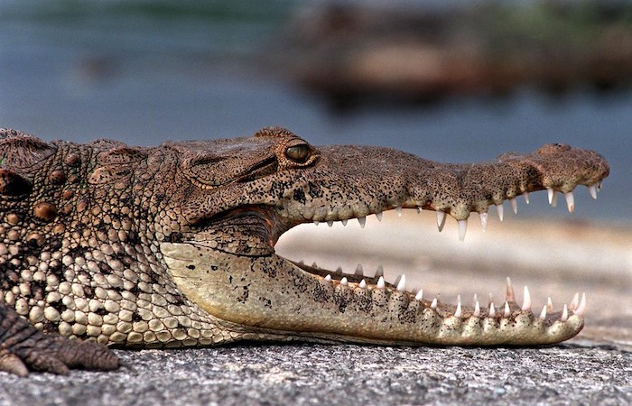 Cape Sable provides important nesting habitat for American crocodiles/NPS file Cape Sable provides important nesting habitat for American crocodiles/NPS file
