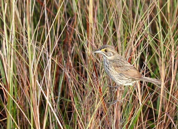 Cape Sable once provided habitat for the endangered Cape Sable Seaside Sparrow, but saltwater intrusion ruined it/NPS Cape Sable once provided habitat for the endangered Cape Sable Seaside Sparrow, but saltwater intrusion ruined it/NPS