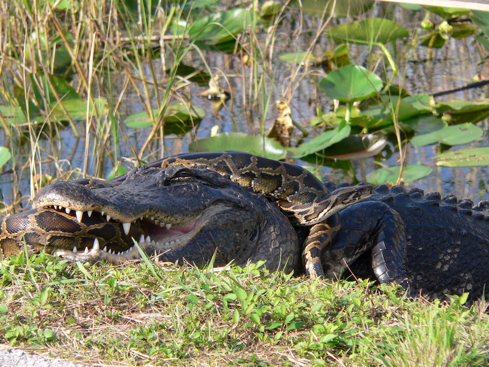 Burmese pythons (here tangling with an alligator) are just one invasive species the National Park Service is struggling with/NPS