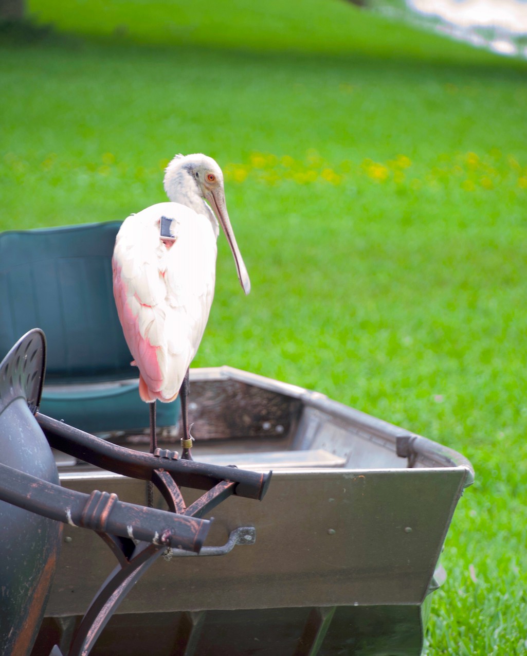 Tracking George the Spoonbill/Bernadette Guilbert Tracking George the Spoonbill/Bernadette Guilbert
