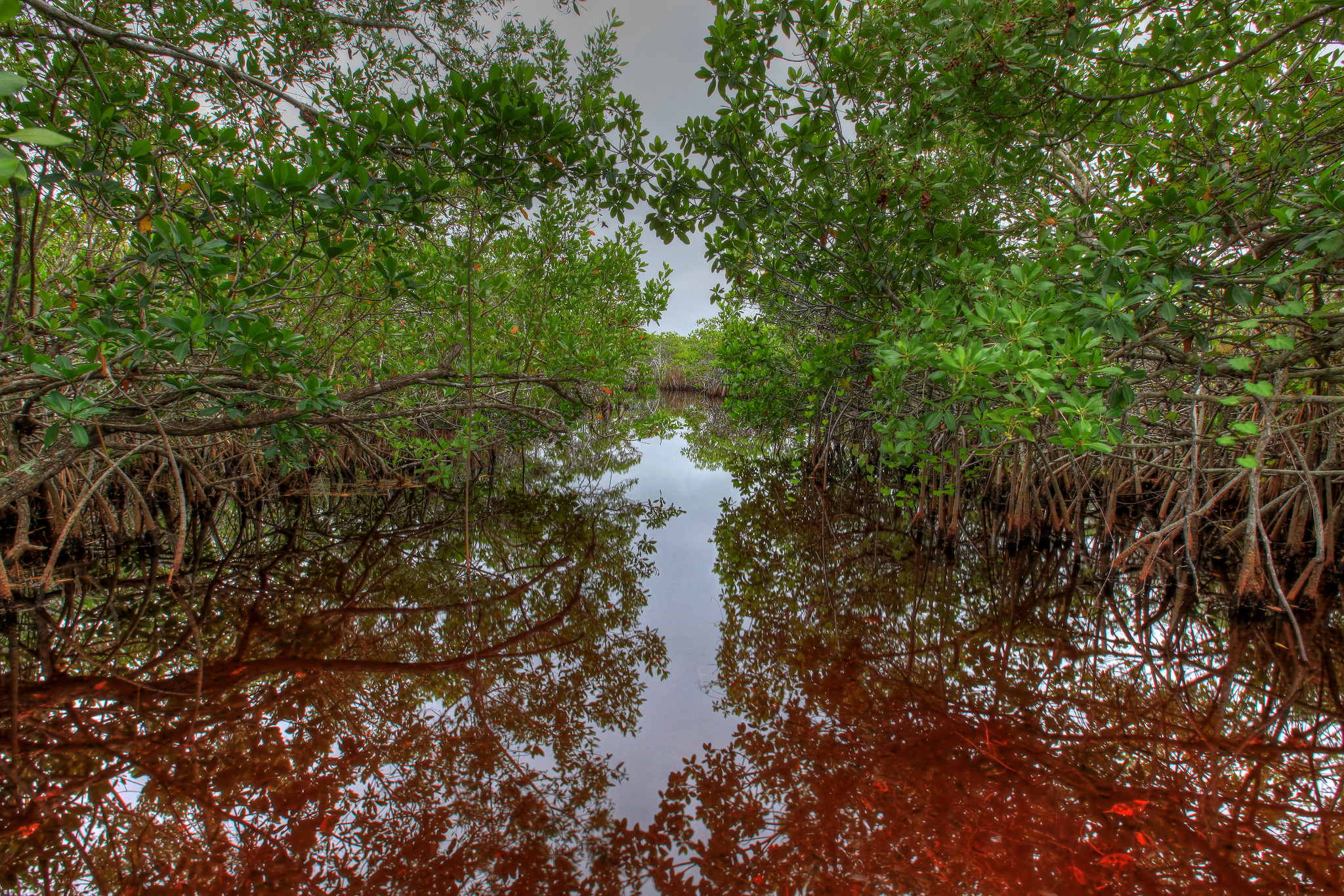 Mangroves, which play important ecological roles along Florida Bay in Everglades National Park, could be lost to sea-level rise/NPS file Mangroves, which play important ecological roles along Florida Bay in Everglades National Park, could be lost to sea-level rise/NPS file