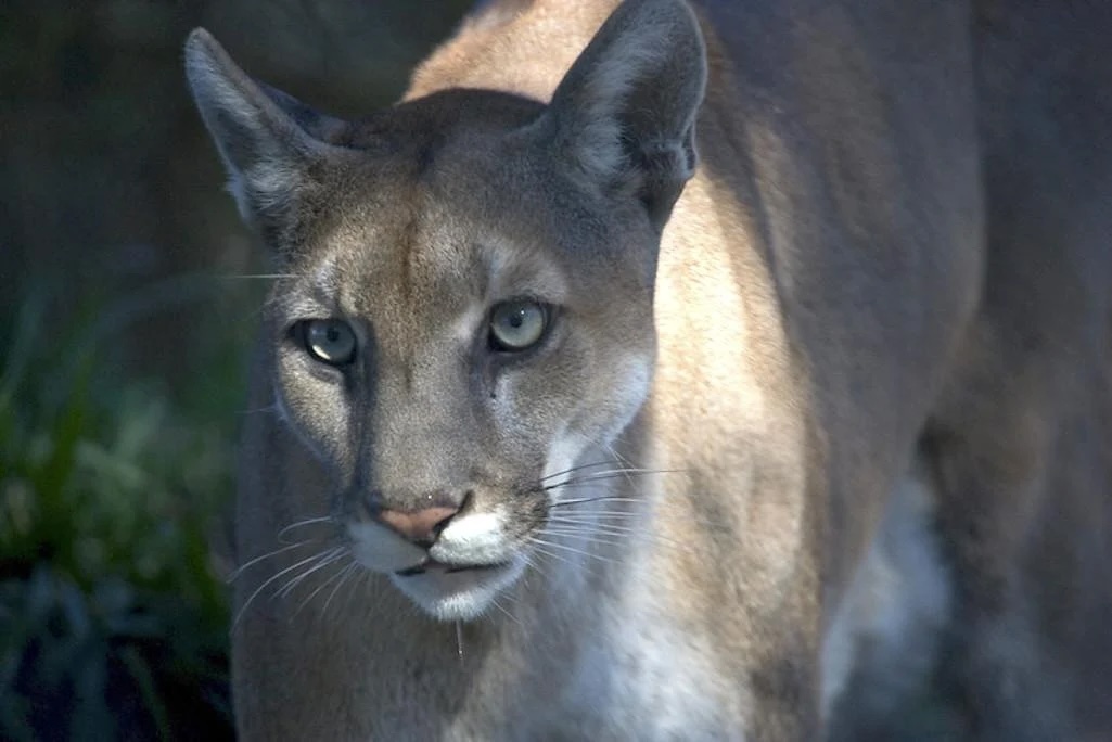The endangered Florida panther/NPS 