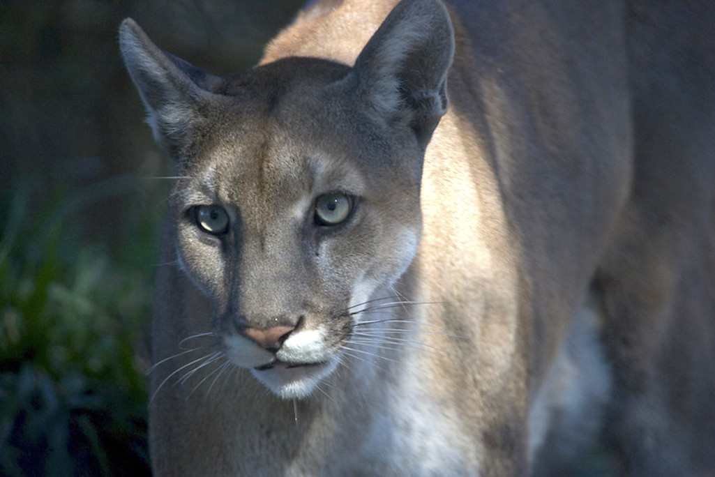 Group calls on U.S. Fish and Wildlife Service to conduct status review into endangered Florida panther/NPS file