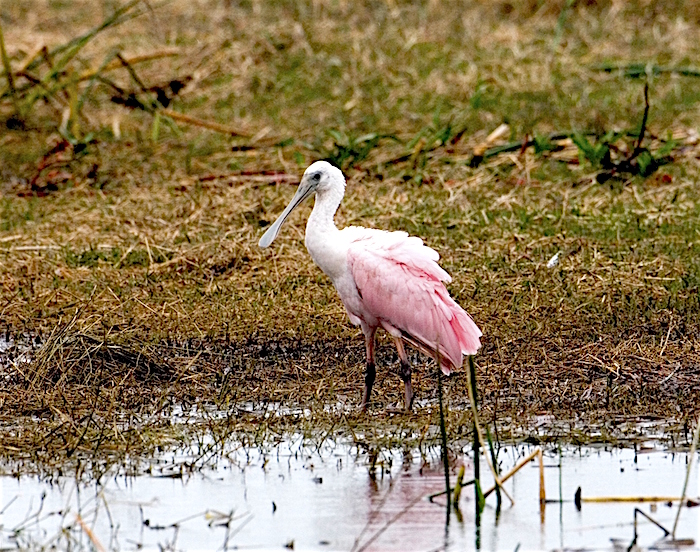 Roseate Spoonbill at Everglades National Park/NPS Roseate Spoonbill at Everglades National Park/NPS