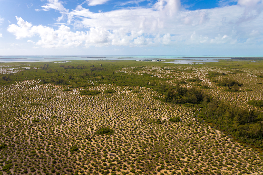 Aerial view of the saline glades, which are sawgrass marsh interspersed with clumps of short mangrove trees. Wispy Australian Pine tress tower over the other vegetation/NPS