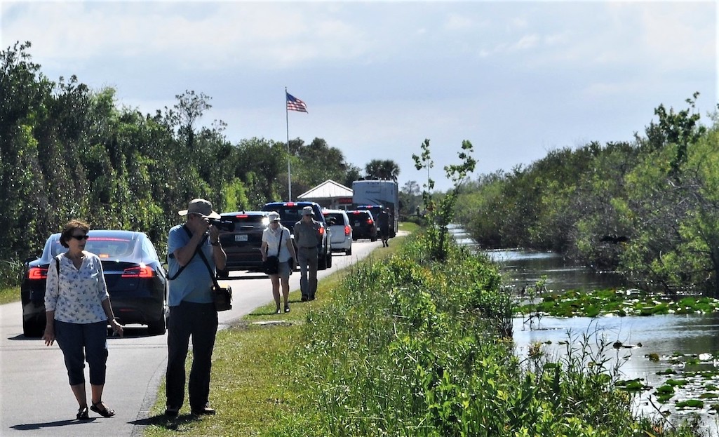 The National Park Service has settled on a plan for reducing parking congestion at Shark Valley/NPS file The National Park Service has settled on a plan for reducing parking congestion at Shark Valley/NPS file