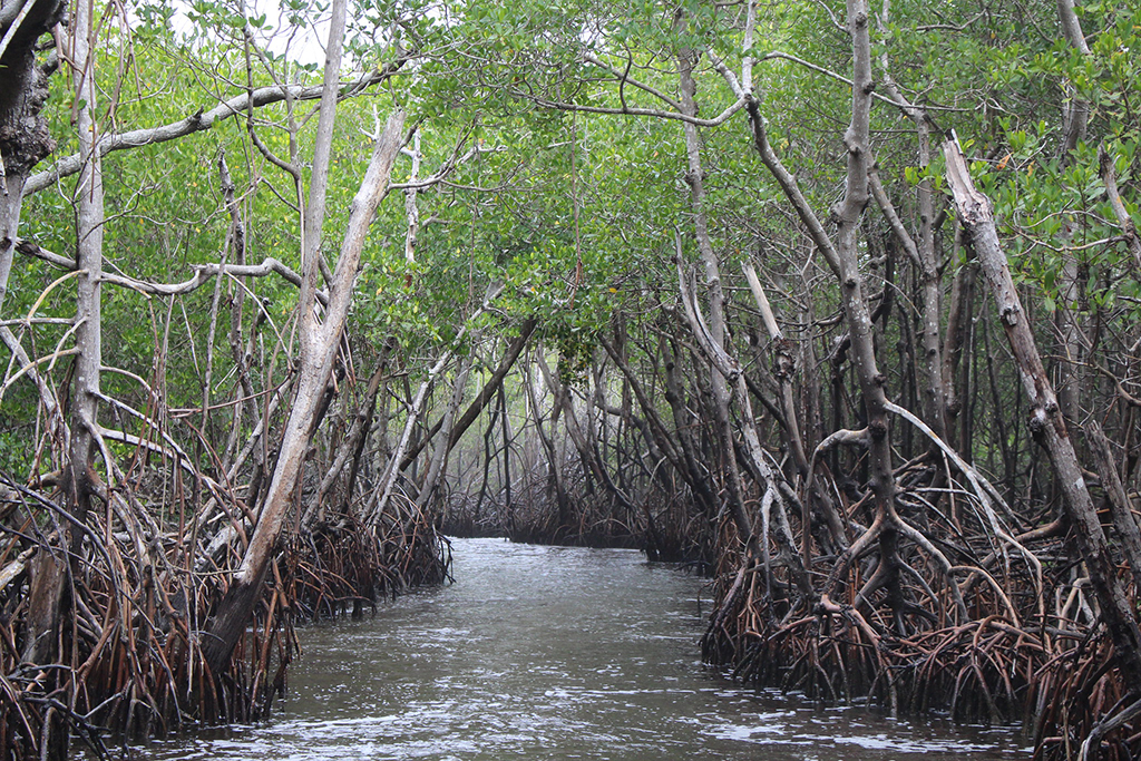 Mangrove trees, Everglades National Park / Daniel Hartwig via Flickr