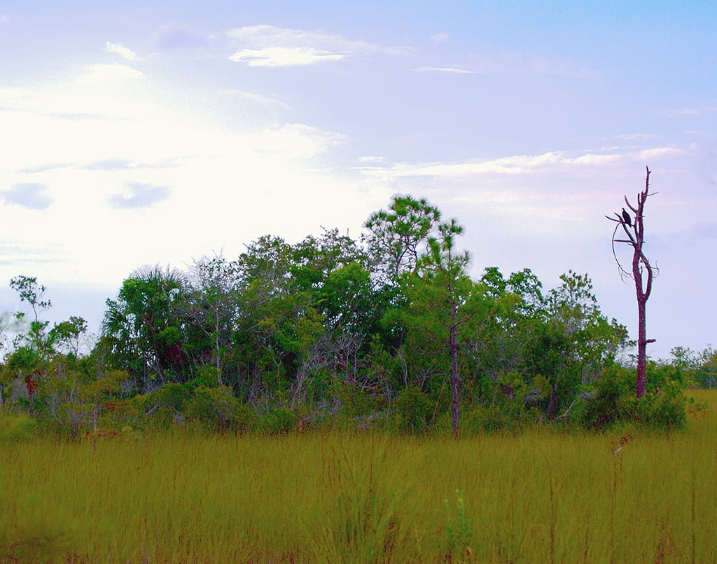 Hardwood hammock habitat, Everglades National Park / David Moore via Flickr
