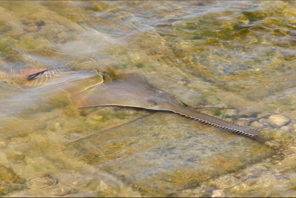 Smalltooth sawfish, Everglades National Park / NPS - Crystal Lewis