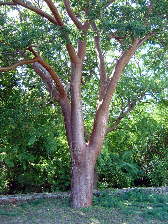 Gumbo limbo (aka the tourist tree) is a common sight at Everglades National Park / NPS-Dan Clark Gumbo limbo (aka the tourist tree) is a common sight at Everglades National Park / NPS-Dan Clark