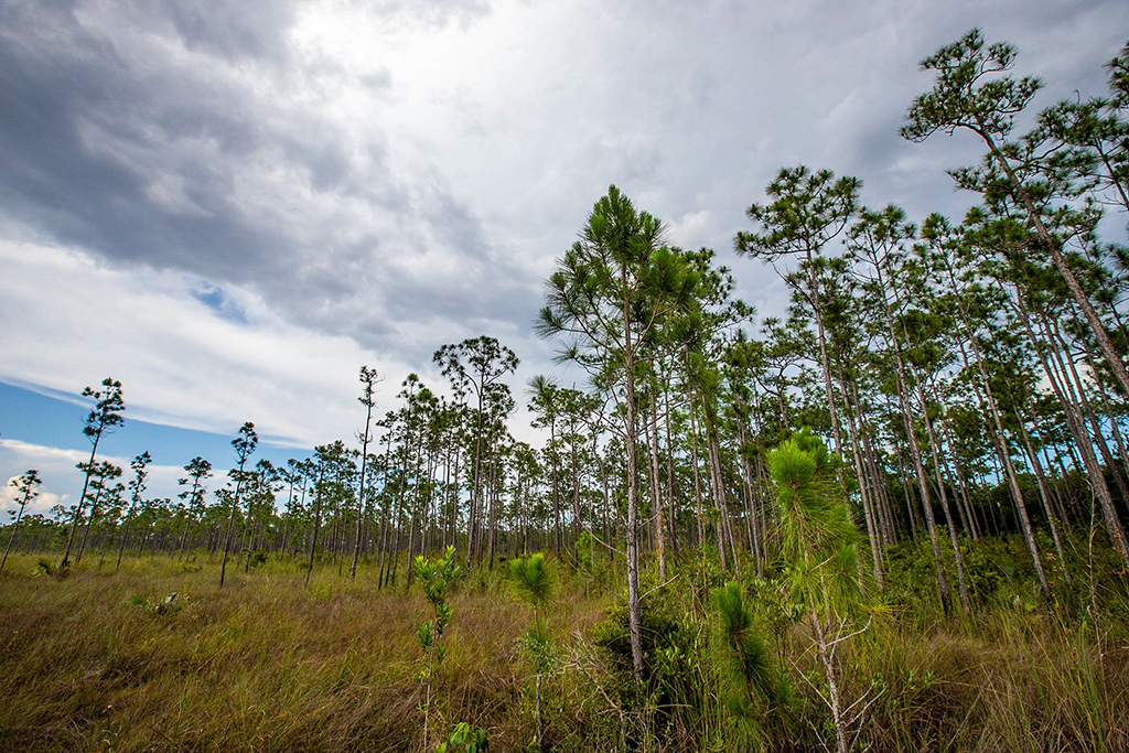 Pinelands habitat, Everglades National Park / NPS-Federico Acevedo