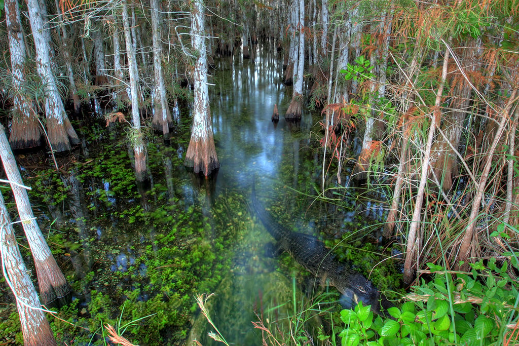 Cypress dome and local denizen, Everglades National Park / NPS-Glen Gardner
