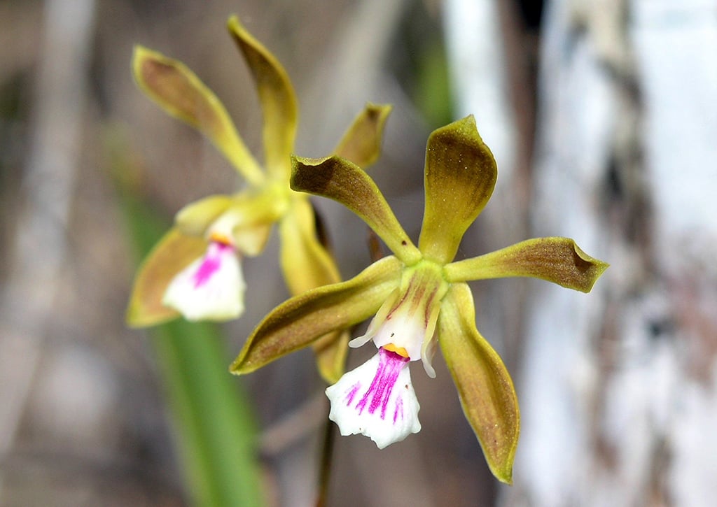 Butterfly orchids, Everglades National Park / NPS-Sara Zenner