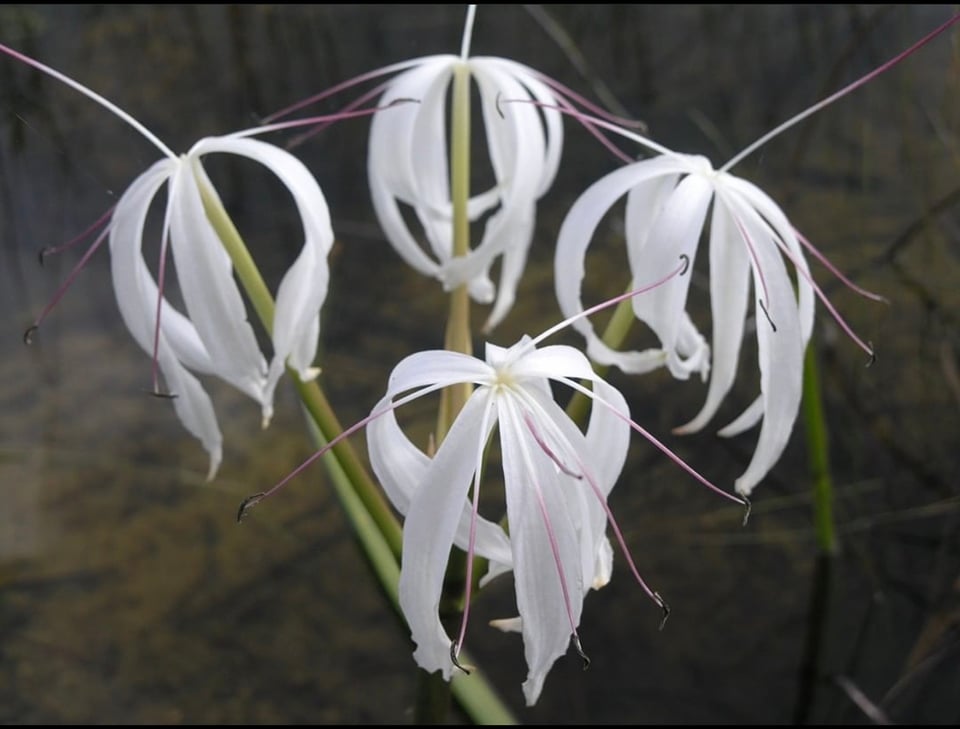 Swamp lily blooms, Everglades National Park / NPS Swamp lily blooms, Everglades National Park / NPS