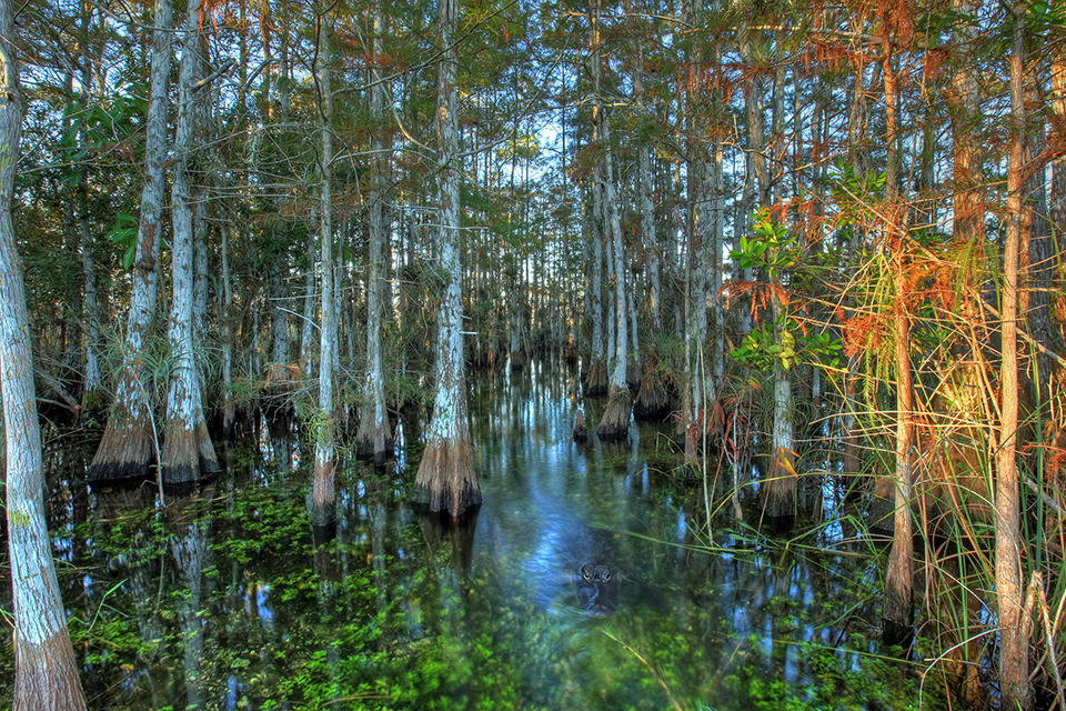 Peering into a cypress dome, Everglades National Park / National Park Service