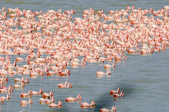 Flamingoe/Mark Hendricks 700