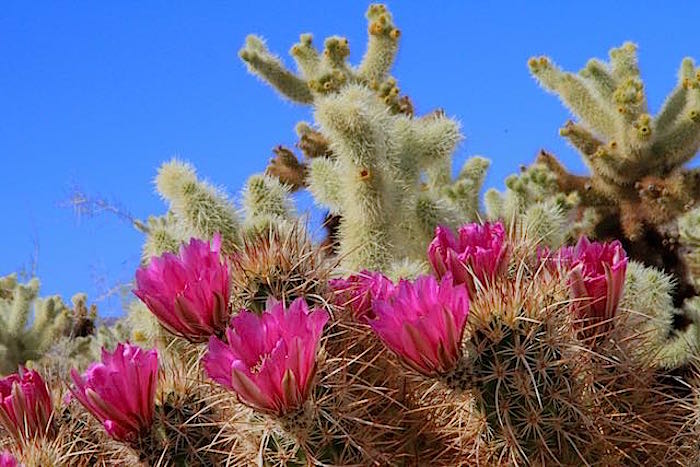Flowering chollas at Joshua Tree National Park/Jean Bjerke