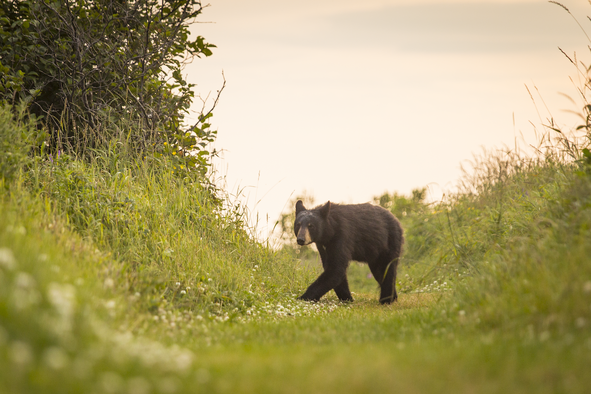 A black bear cub is shown in Forillon National Park in Quebec. A black bear cub is shown in Forillon National Park in Quebec.