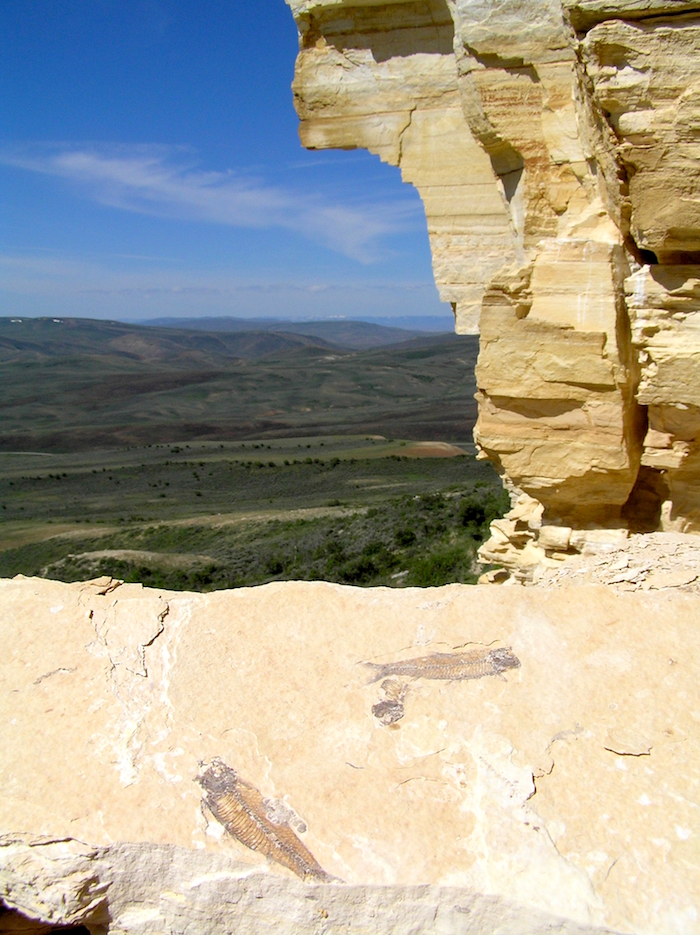 Inhabitants of ancient lakes are now locked in stone at Fossil Butte National Monument in Wyoming / NPS