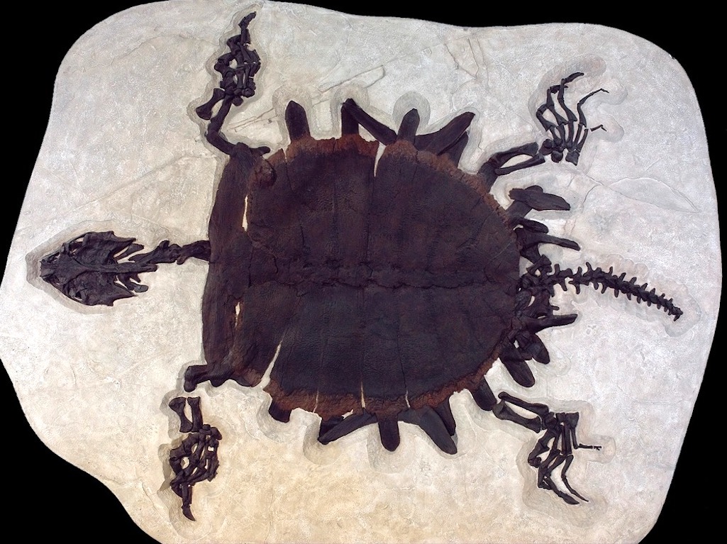 A dark brown fossil turtle on pale tan stone that is only slightly larger than the fossil. The turtle has a fairly long neck and tail, each about as long as the legs/NPS