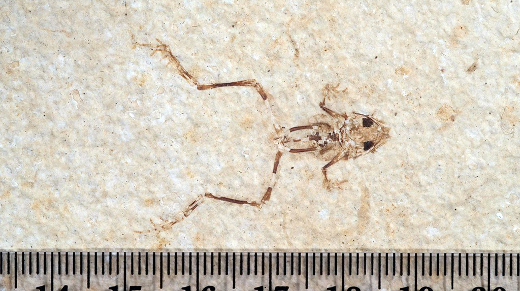 Fossil frog, Fossil Butte National Monument / NPS file Fossil frog, Fossil Butte National Monument / NPS file