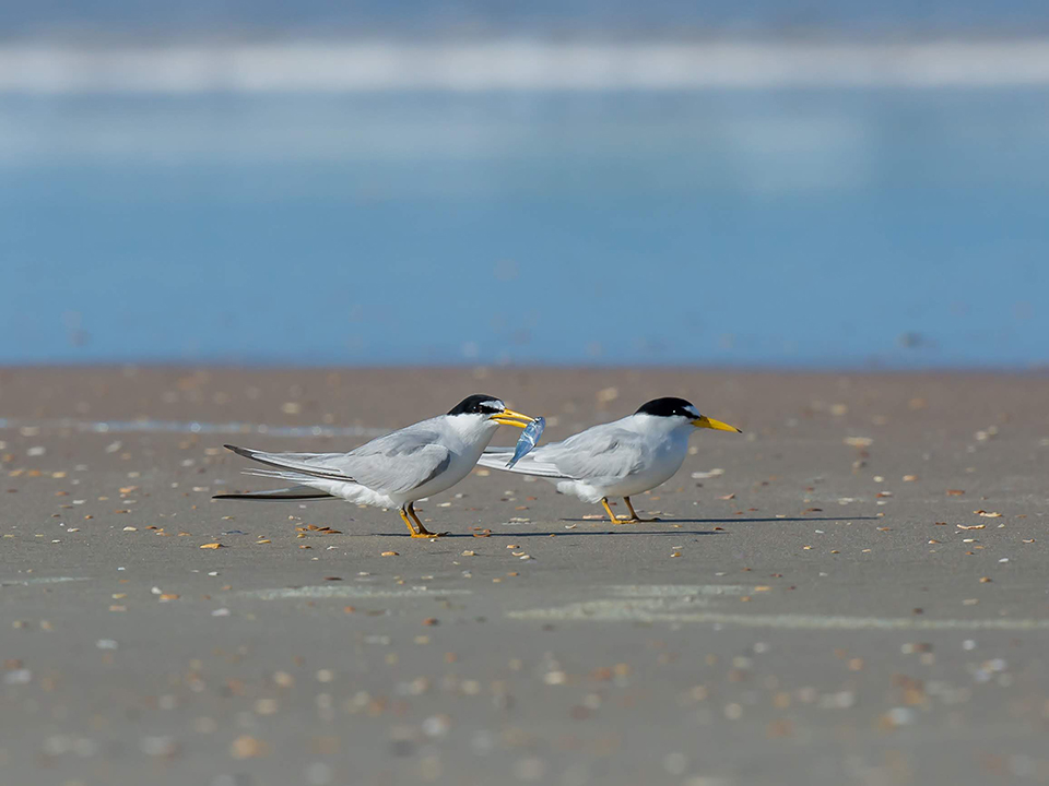 least terns, birds, birding, audubon florida