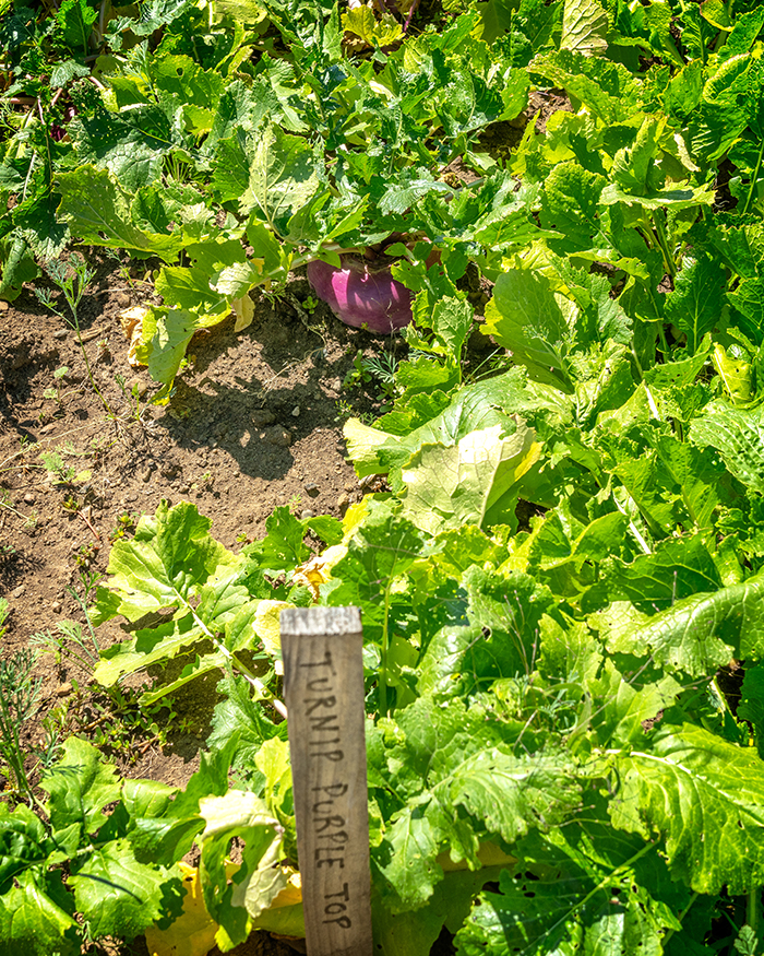 Purple top turnips are one of the vegetable types grown in the Demonstration Garden, Fort Vancouver National Historic Site / Rebecca Latson Purple top turnips are one of the vegetable types grown in the Demonstration Garden, Fort Vancouver National Historic Site / Rebecca Latson
