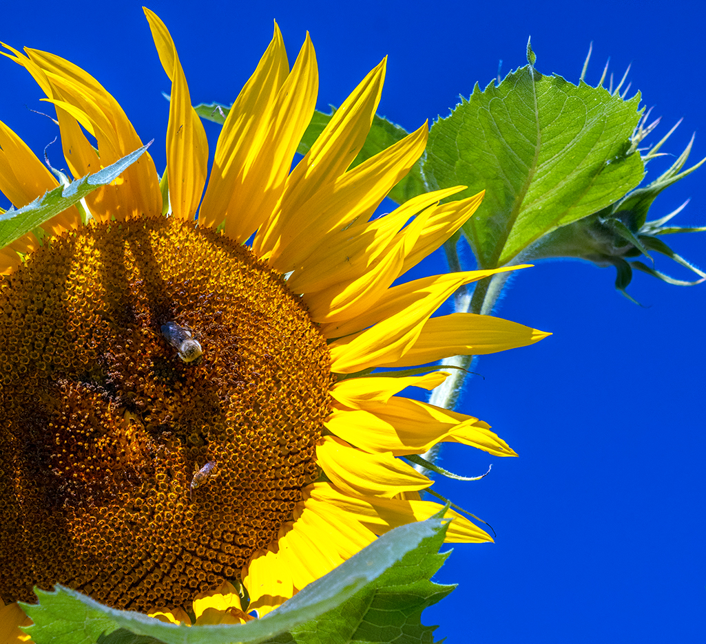 Bees on the sunflower at the Demonstration Garden, Fort Vancouver National Historic Site / Rebecca Latson Bees on the sunflower at the Demonstration Garden, Fort Vancouver National Historic Site / Rebecca Latson