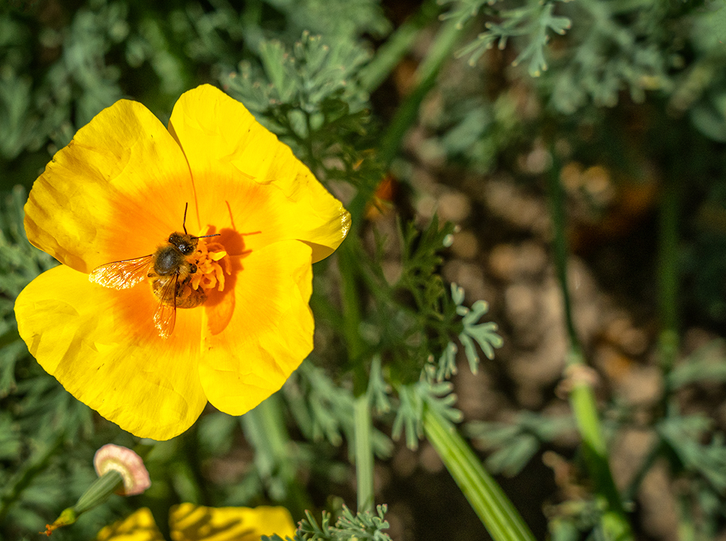 The many colorful blooms were abuzz with bees in the Demonstration Garden, Fort Vancouver National Historic Site / Rebecca Latson The many colorful blooms were abuzz with bees in the Demonstration Garden, Fort Vancouver National Historic Site / Rebecca Latson