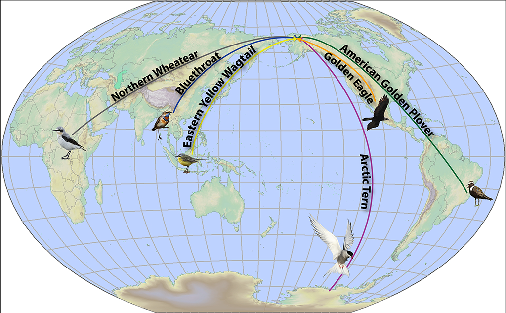 A simplified migration map to show just how far some birds travel to get to Gates of the Arctic National Park and Preserve for the summer / NPS file A simplified migration map to show just how far some birds travel to get to Gates of the Arctic National Park and Preserve for the summer / NPS file