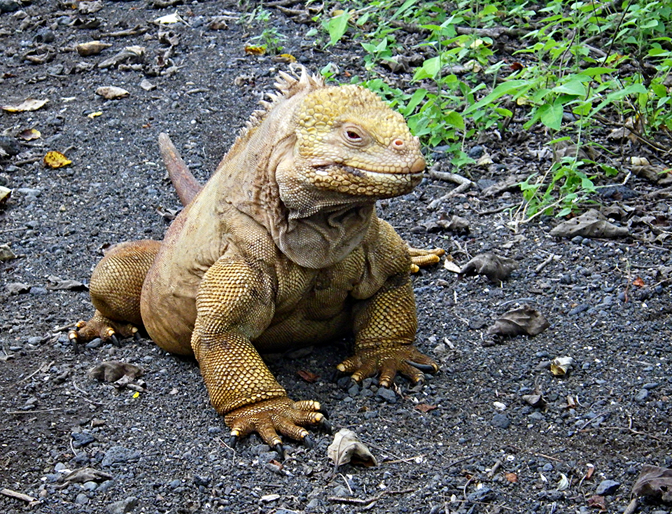 Land iguana, Galapagos National Park / Kurt Repanshek