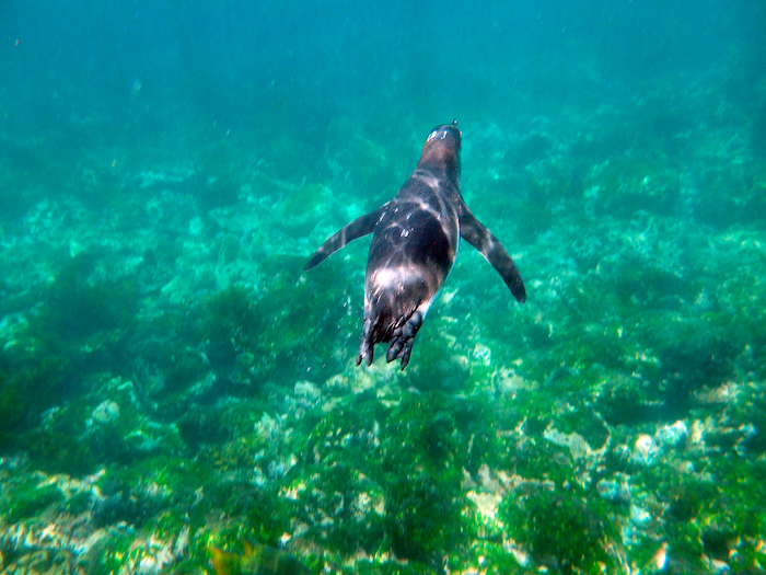 The penguins, which spend much of their time on or in the water surrounding the Galápagos Islands, consume fish that have accumulated microplastics in their bodies/Kurt Repanshek file