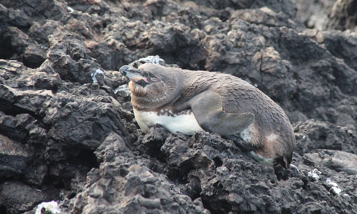 It's unknown how the microplastics are affecting the penguins/Karly McMullen
