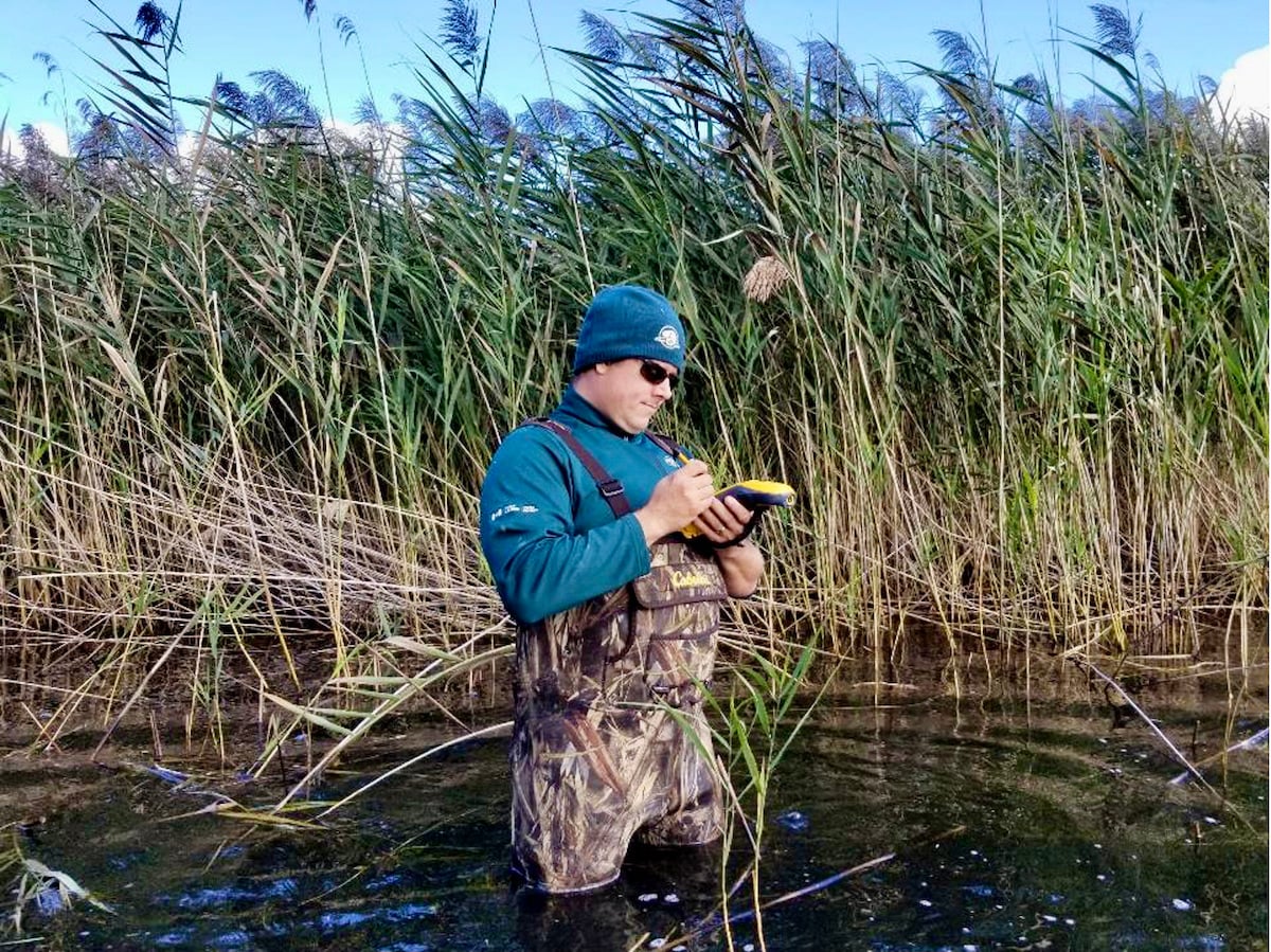 A Parks Canada employee in hip waders helps remove phragmites. A Parks Canada employee in hip waders helps remove phragmites.