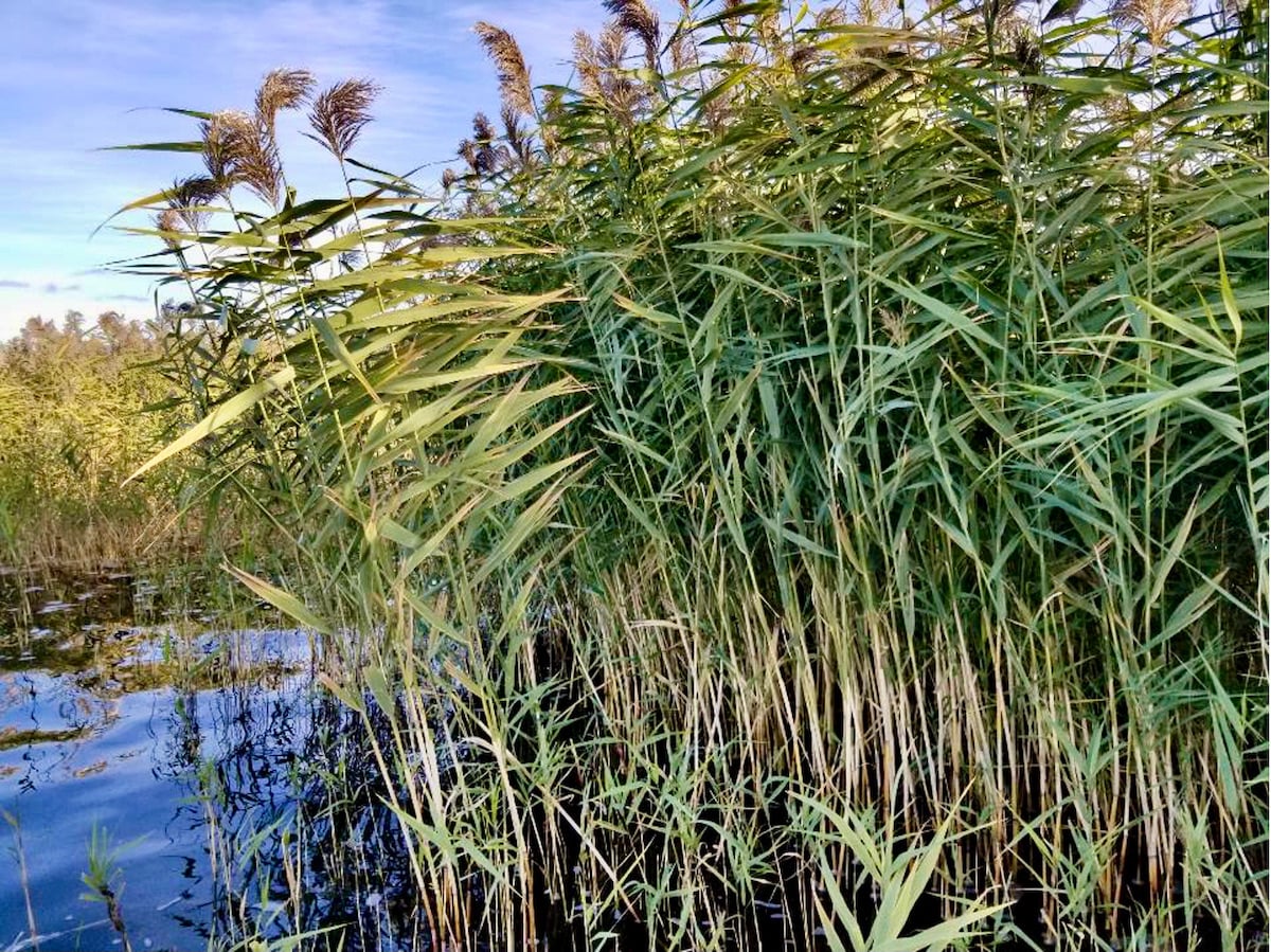 Invasive phragmites stands threaten shorelines. Invasive phragmites stands threaten shorelines.