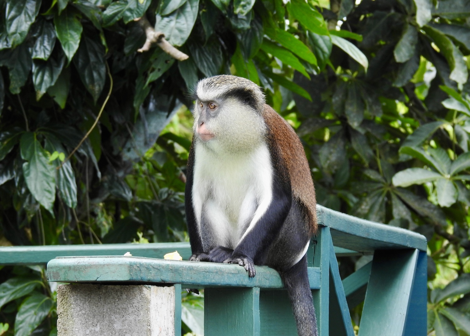 Brought to Grenada on slave ships from West Africa, mona monkeys are still hunted but are protected in Grand Etang National Park. Brought to Grenada on slave ships from West Africa, mona monkeys are still hunted but are protected in Grand Etang National Park.