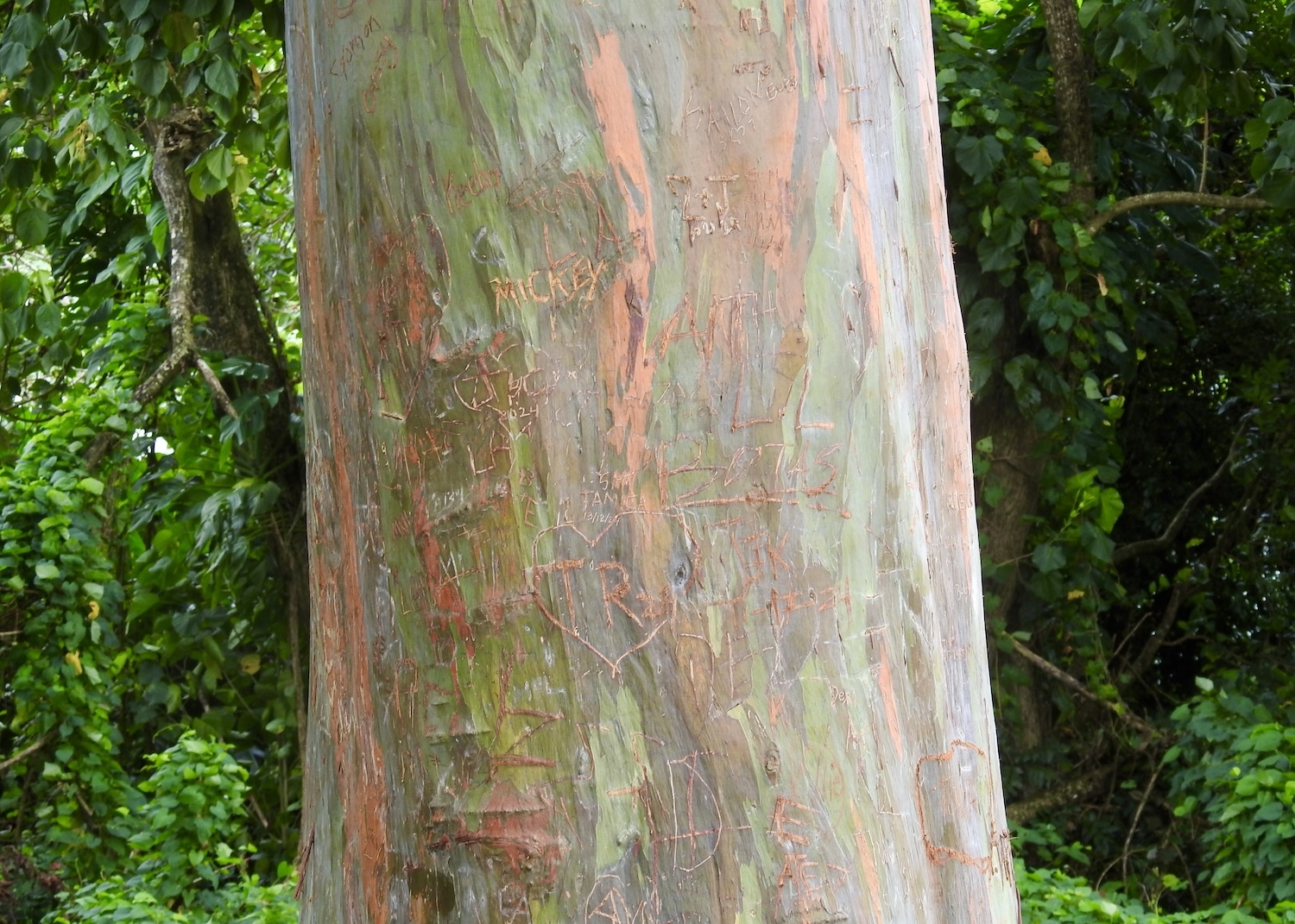The Rainbow Tree at the southwestern edge of Grant Etang National Park is marred by graffiti. The Rainbow Tree at the southwestern edge of Grant Etang National Park is marred by graffiti.