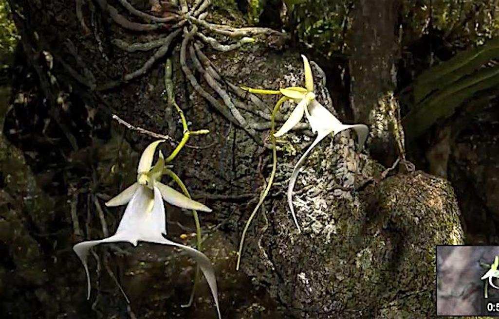 Without Endangered Species Act protection the ghost orchid found in Big Cypress National Preserve will vanish, according to conservations./U of Florida Without Endangered Species Act protection the ghost orchid found in Big Cypress National Preserve will vanish, according to conservations./U of Florida